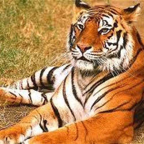 Indian tiger tours